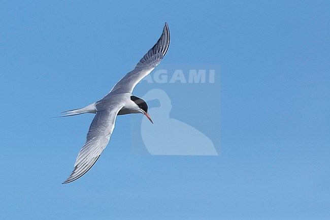 Adult breeding Arctic Tern (Sterna paradisaea) flying over the tundra of Churchill, Manitoba, Canada. With blue sky as a background. stock-image by Agami/Brian E Small,