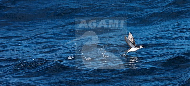 Subantarctische Kleine Pijlstormvogel; Subantarctic Little Shearwater; Puffinus elegans stock-image by Agami/Marc Guyt,