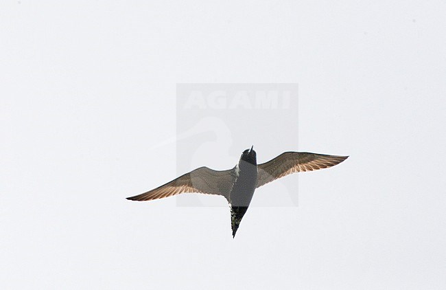 Adult Pacific Golden Plover (Pluvialis fulva) in summer plumage flying overhead along the coast of Eastern China during spring migration. stock-image by Agami/Marc Guyt,