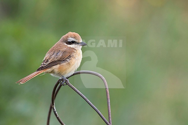 Brown Shrike, Lanius cristatus ssp. cristatus, Russia, adult male stock-image by Agami/Ralph Martin,