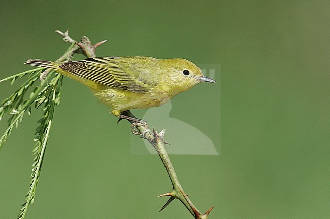 Adult female
Galveston Co., TX
May 2005 stock-image by Agami/Brian E Small,