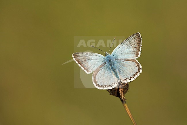 Bleek blauwtje, Chalk-hill Blue, stock-image by Agami/Walter Soestbergen,