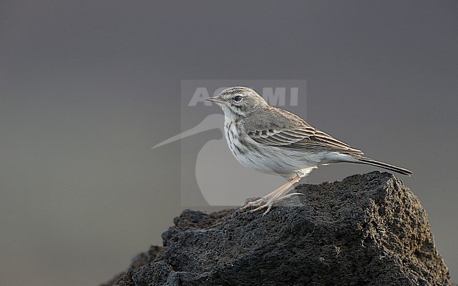 Berthelot's Pipit (Anthus berthelotii berthelotii) perched on a rock at la Rasca, Tenerife, Canary Islands stock-image by Agami/Helge Sorensen,