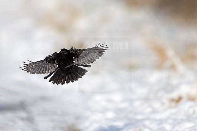 First-winter male Common Blackbird (Turdus merula) landing in snow at Rudersdal, Denmark stock-image by Agami/Helge Sorensen,