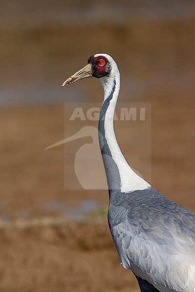 Wintering White-naped Crane (Antigone vipio) on the island Kyushu in Japan. Closeup of an adult standing in a agricultural field. stock-image by Agami/Marc Guyt,