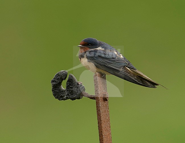 Barn Swallow adult perched; Boerenzwaluw volwassen zittend stock-image by Agami/Hans Gebuis,