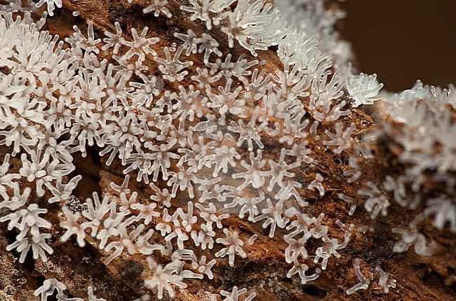 Gewoon ijsvingertje; Coral slime mold; stock-image by Agami/Walter Soestbergen,