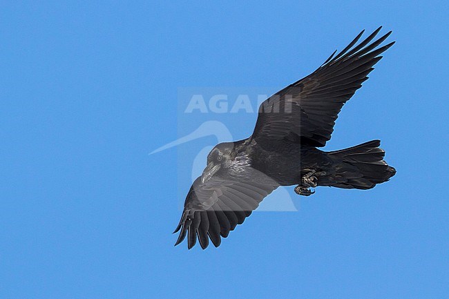 Common Raven - Kolkrabe - Corvus corax ssp. corax, Norway stock-image by Agami/Ralph Martin,