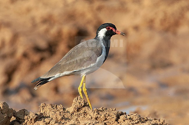Adult Red-wattled Lapwing (Vanellus indicus) stock-image by Agami/Marc Guyt,