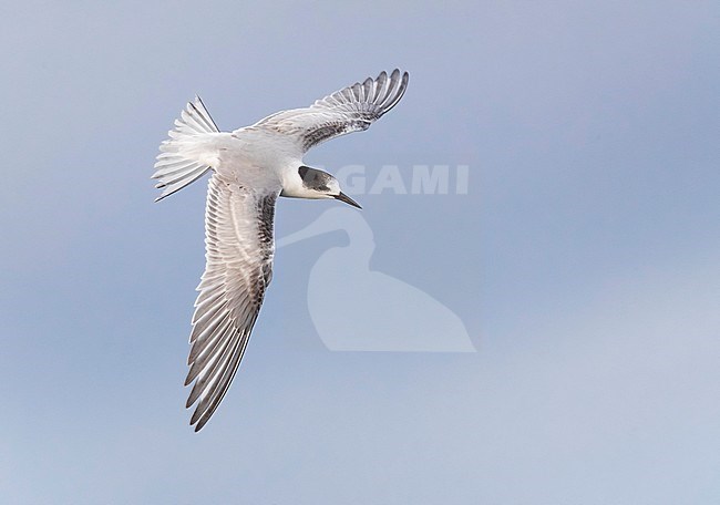 First-winter Common Tern (Sterna hirundo) in flight. stock-image by Agami/Daniele Occhiato,
