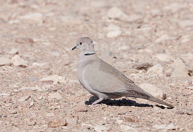 Collared Dove (Streptopelia decaocto)Israel March 2009 stock-image by Agami/Markus Varesvuo,