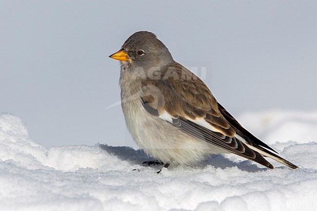 Sneeuwvink; Snowfinch; Montifringilla nivalis stock-image by Agami/Daniele Occhiato,