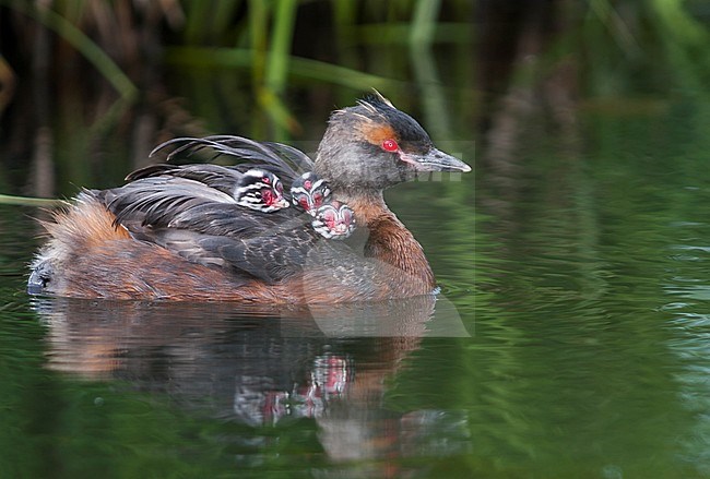 Adult Slavonian Grebe (Podiceps auritus) swimming with chicks in an Icelandic lake. stock-image by Agami/Ralph Martin,