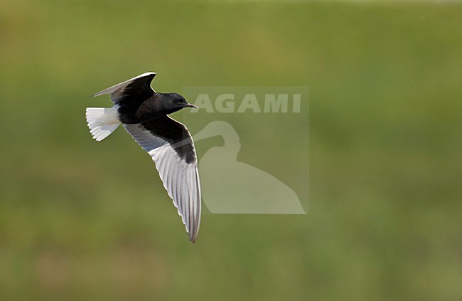 Witvleugelstern, White-winged Tern (Chlidonias leucopterus) Hungary May 2008 stock-image by Agami/Markus Varesvuo / Wild Wonders,