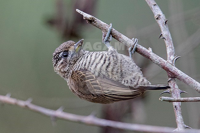 A Female White-barred Piculet at REGUA, Cachoeiras de Macacu, RJ, Brazil stock-image by Agami/Tom Friedel,