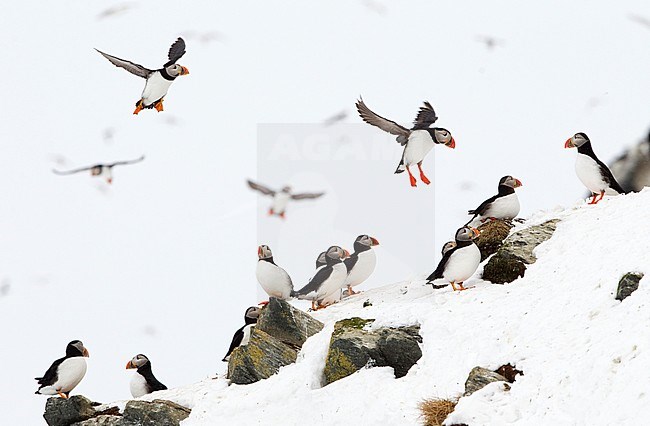 Atlantic Puffin Fratercula arctica in flight, resting, HornÃ¸ya, Varanger, Norway stock-image by Agami/Danny Green,