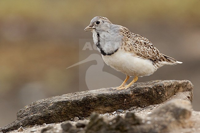 Patagonische Kwartelsnip, Least Seedsnipe stock-image by Agami/Dubi Shapiro,