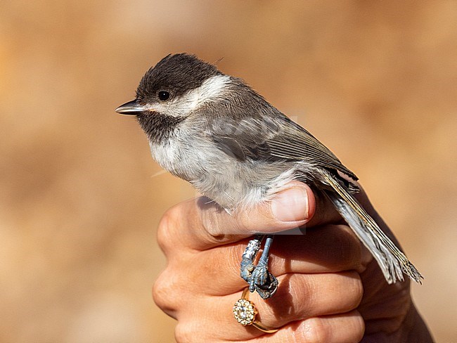 Juvenile Sombre Tit (Parus lugubris) caught at ringing research station in Israel. stock-image by Agami/Yoav Perlman,