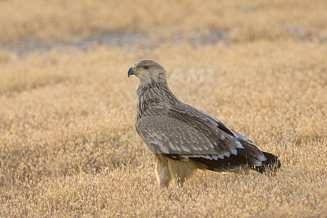 Keizerarend in zit; Asian Imperial Eagle perched stock-image by Agami/Daniele Occhiato,