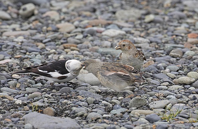 Sneeuwgors jong voerend; Snow Bunting feeding young stock-image by Agami/Markus Varesvuo,