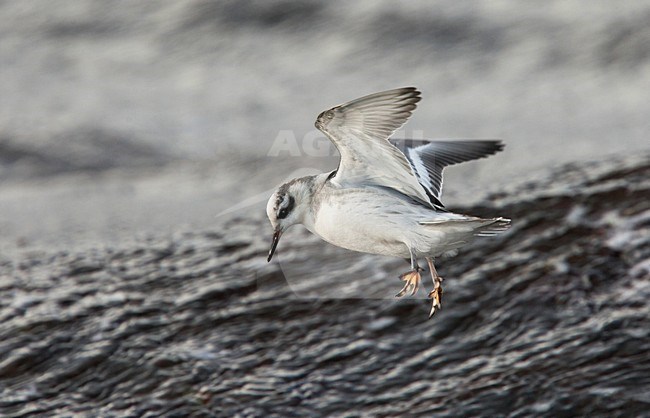 Rosse Franjepoot; Grey Phalarope; Phalaropus fulicarius stock-image by Agami/Hugh Harrop,