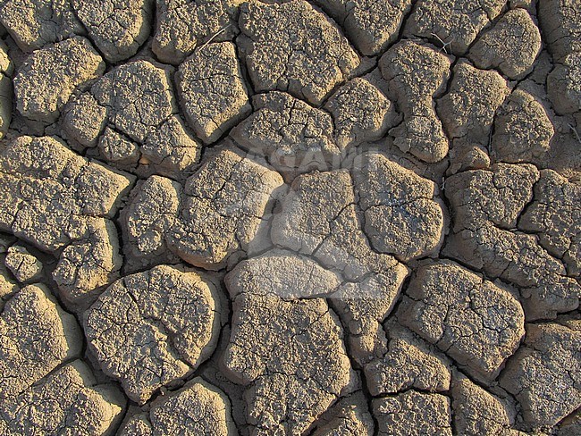 Dried out river bed (wadi) in Negev desert of Israel around the Dead Sea. stock-image by Agami/Marc Guyt,