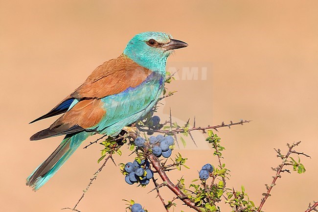 European Roller (Coracias garrulus), adult female perched on a Blackthorn, Campania, Italy stock-image by Agami/Saverio Gatto,