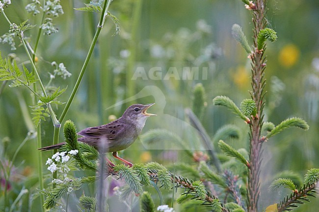 Zingende Sprinkhaanzanger, Singing Common Grasshopper Warbler stock-image by Agami/Markus Varesvuo,