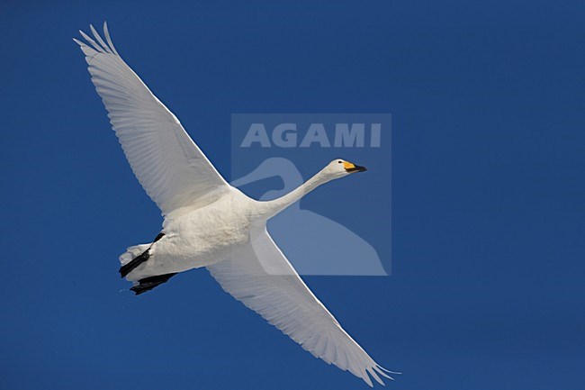 Wilde Zwaan in vlucht, Whooper swan in flight stock-image by Agami/Markus Varesvuo,