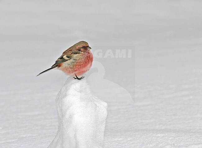 Langstaartroodmus, Long-tailed Rosefinch, Carpodacus sibiricus stock-image by Agami/Pete Morris,