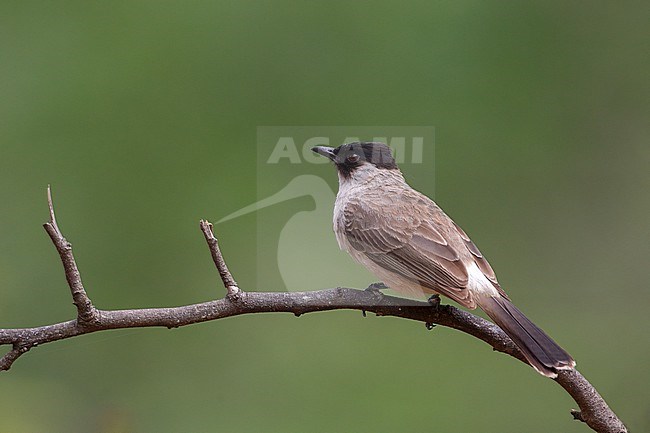 Sooty-headed Bulbul (Pycnonotus aurigaster) at Kaeng Krachan National Park, Thailand stock-image by Agami/Helge Sorensen,