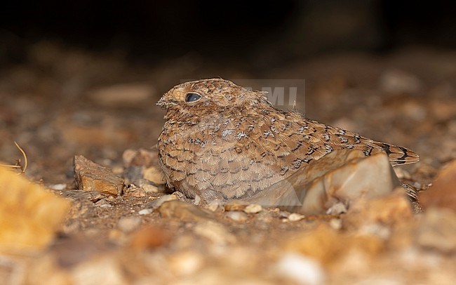 Juvenile Golden Nightjar (Caprimulgus eximius) sitting at night in the desert, Oued Chiaf, Western Sahara. stock-image by Agami/Vincent Legrand,