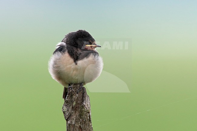 Boerenzwaluw onvolwassen rustend op houten paal Nederland; Barn Swallow immature resting on wooden pole Netherlands stock-image by Agami/Wil Leurs,