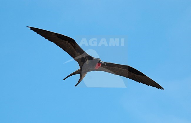 Vliegend mannetje Grote Fregatvogel, Great Frigatebird male in flight stock-image by Agami/Roy de Haas,