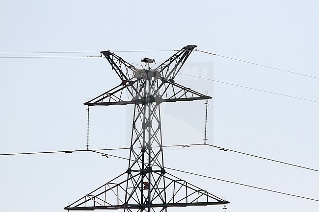 Oriental stork (Ciconia boyciana) perched on a nest on a high voltage pylon stock-image by Agami/James Eaton,