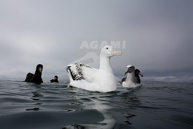 Zwemmende Grote Albatros; Swimming Wandering Albatross stock-image by Agami/Martijn Verdoes,