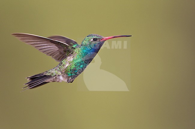 Adult male
Pima Co., AZ
May 2011 stock-image by Agami/Brian E Small,