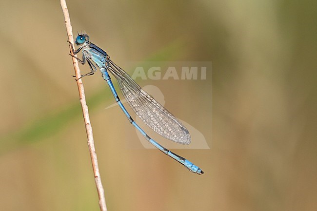 Mannetje Enallagma clausum, Male Alkali Bluet stock-image by Agami/Wil Leurs,