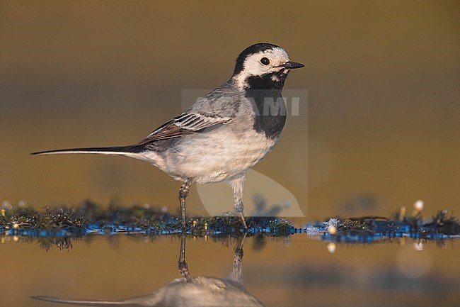Adult White Wagtail (Motacilla alba) in Italy. Standing in shallow water. stock-image by Agami/Daniele Occhiato,