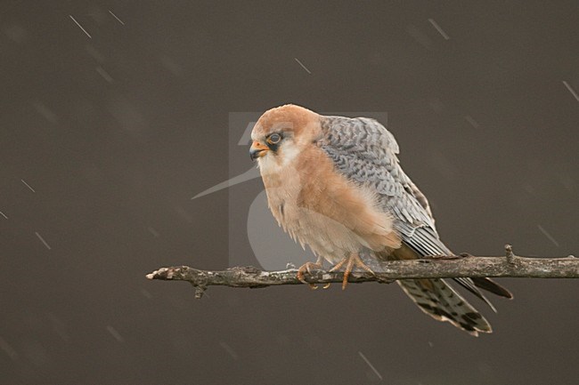 Roodpootvalk vrouwtje zittend op tak; Red-footed Falcon female perched on branch stock-image by Agami/Bence Mate,