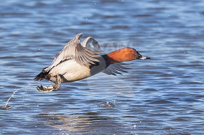 A male common pochard is seen flying low over the water. stock-image by Agami/Jacob Garvelink,