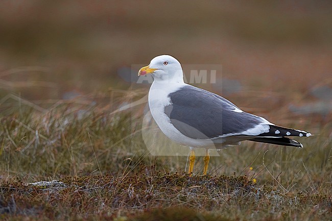 Adult Lesser Black-backed Gull (Larus fuscus graellsii) standing on the ground in arctic Iceland. stock-image by Agami/Daniele Occhiato,