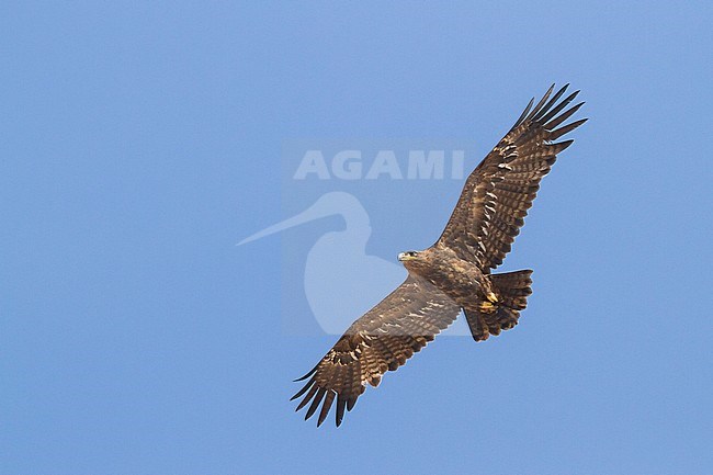 Steppe Eagle - Steppenadler - Aquila nipalensis, Oman, adult stock-image by Agami/Ralph Martin,