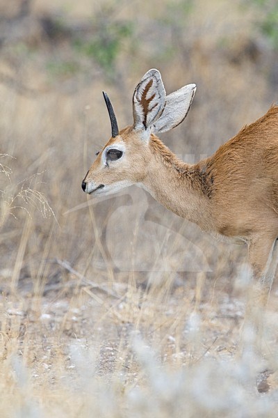 Steenbokantilope in Etosha Namibie, Steenbok at Etosha Namibia stock-image by Agami/Wil Leurs,