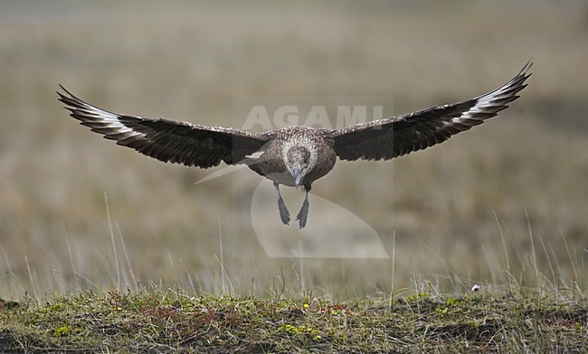 Great Skua flying; Grote Jager vliegend stock-image by Agami/Markus Varesvuo,