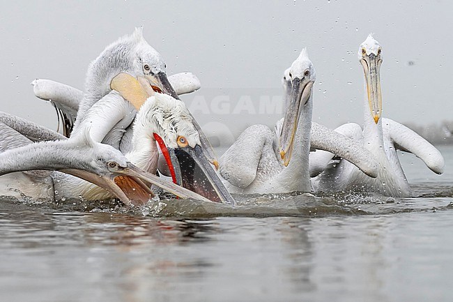 Dalmatian Pelican (Pelecanus crispus) feeding on fish on lake Kerkini in Greece. stock-image by Agami/Marcel Burkhardt,