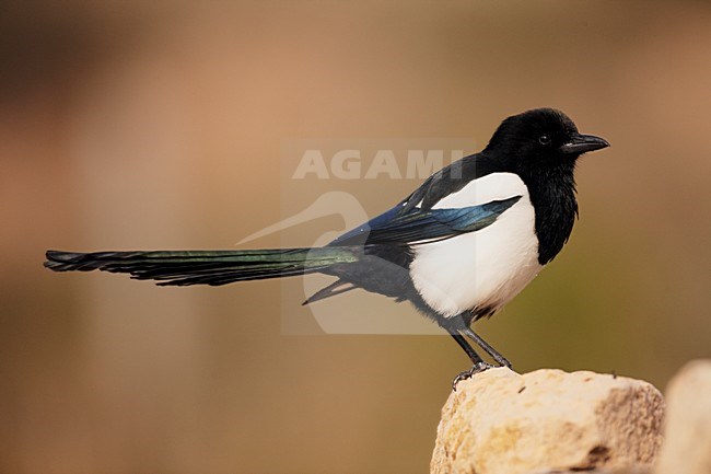 Ekster zittend op een steen; Eurasian Magpie perched on a stone stock-image by Agami/Markus Varesvuo,