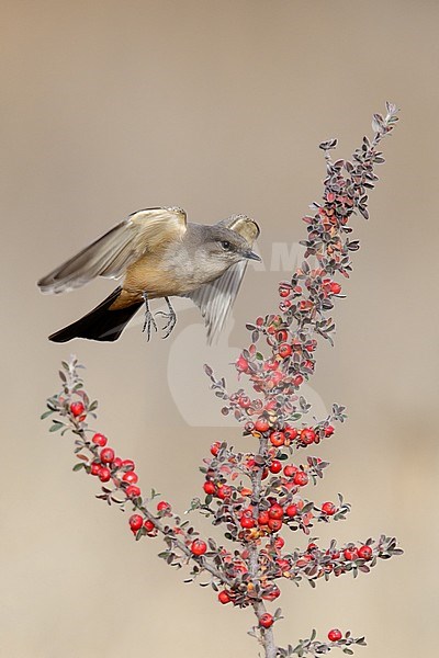 Adult
Socorro Co., NM
November 2014 stock-image by Agami/Brian E Small,