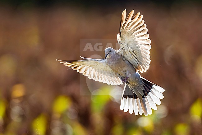 Collared Dove, Streptopelia decaocto, in Italy. stock-image by Agami/Daniele Occhiato,