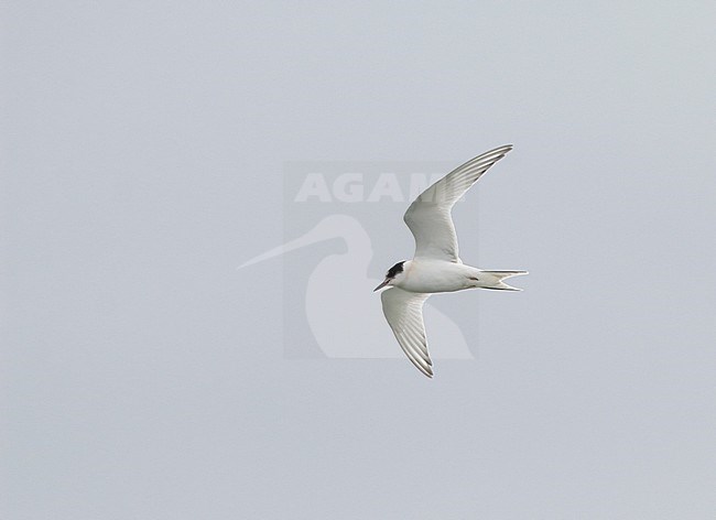 First-winter Arctic Tern (Sterna paradisaea) in flight on an inland lake in Limburg, Netherlands. A rare sight so far from the sea. stock-image by Agami/Ran Schols,